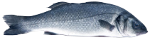 Vereinsaufkleber in Fischform